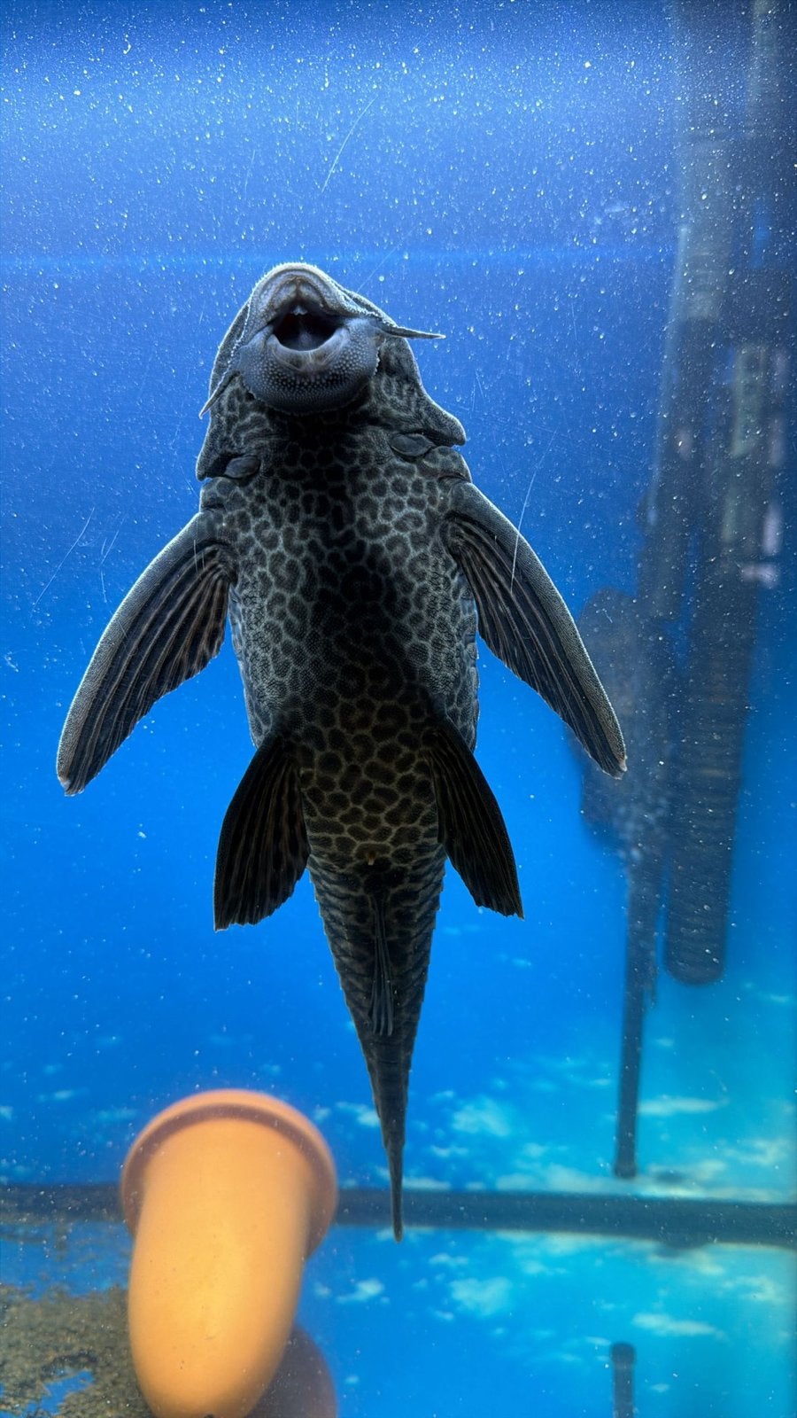 Pleco, Dieren en Toebehoren, Vis