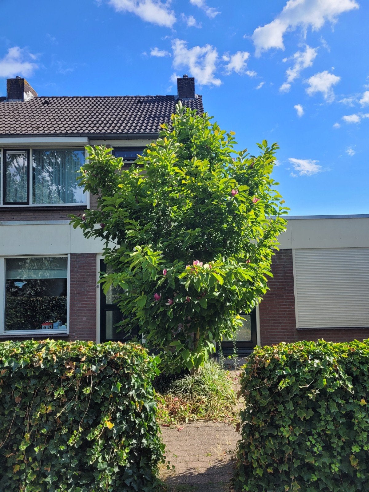 Prachtige Magnolia - Bloeit 2x per jaar (wit en roze), Tuin en Terras, Planten | Tuinplanten, Volle zon, Vaste plant, Lente, Ophalen