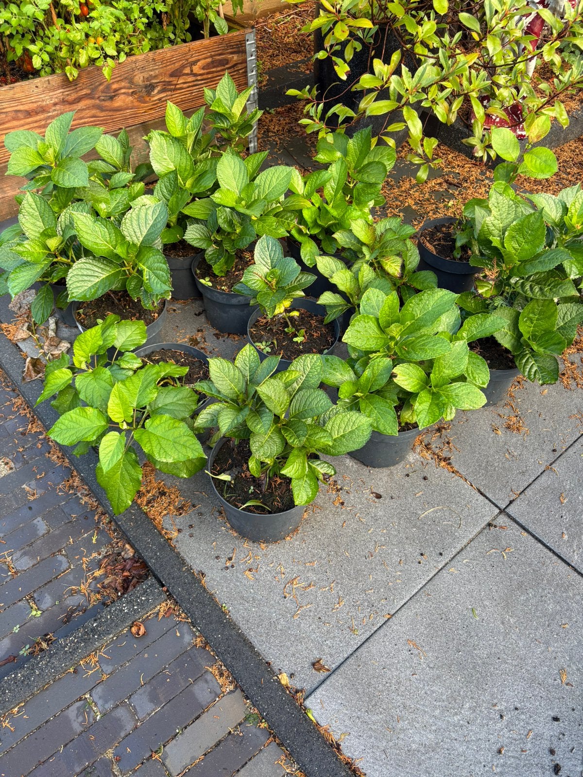 Hortensia stekken, Tuin en Terras, Ophalen, Overige soorten, Halfschaduw