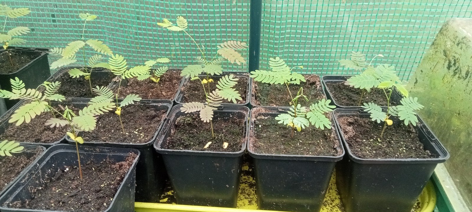 Albizia julibrissin roze - Perzische slaapboom roze planten, Tuin en Terras, Volle zon, Minder dan 100 cm, Zomer, Overige soorten