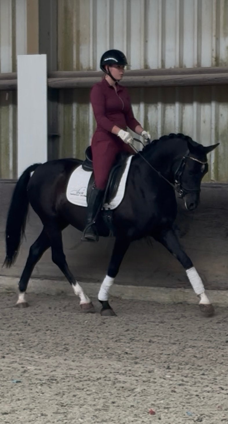 Super talentvolle D  pony, Dieren en Toebehoren, Pony's, Ruin, Dressuurpony, 3 tot 6 jaar, L