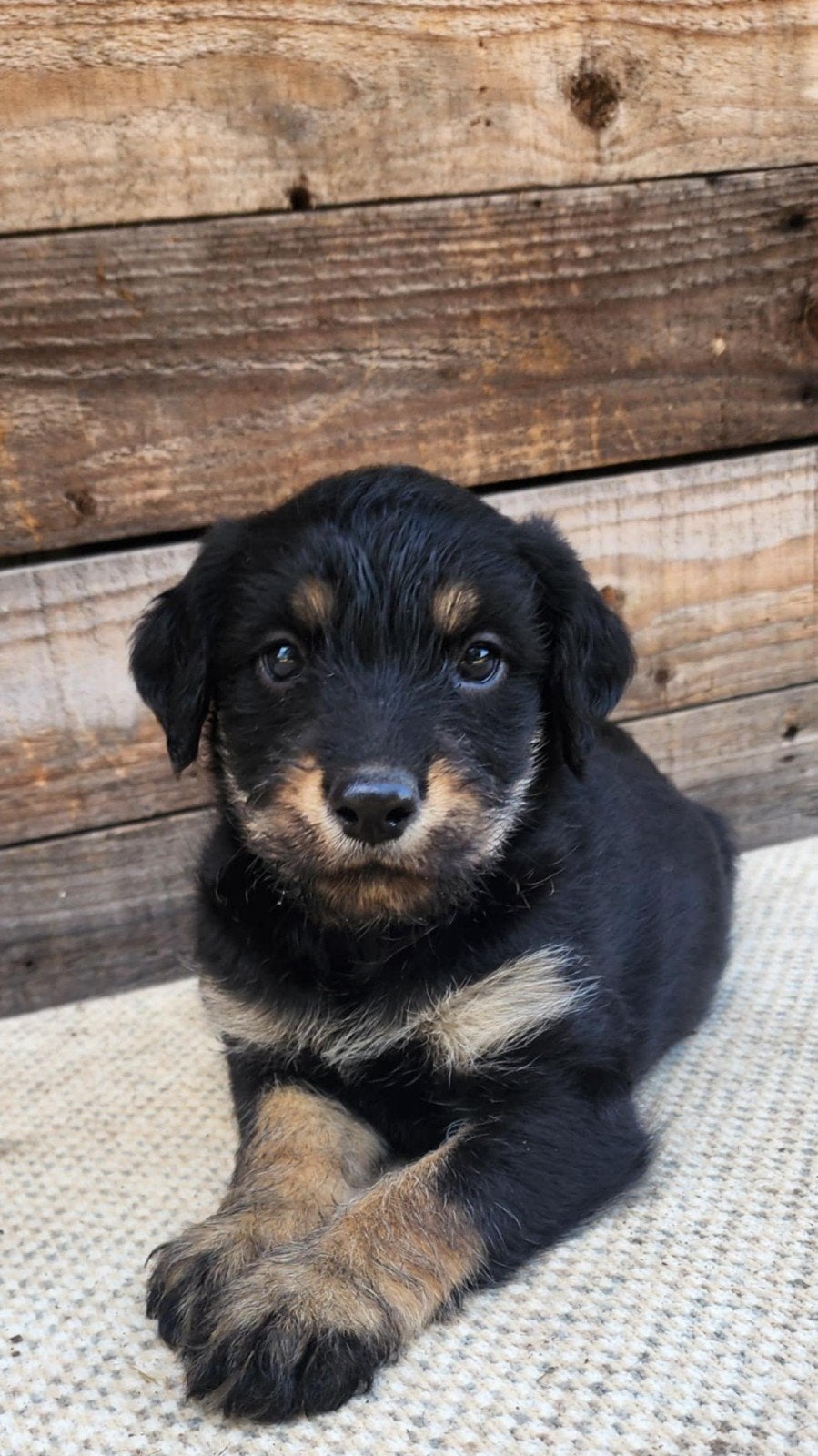 Kruising pups, Parvo, Overige rassen, 8 tot 15 weken, Meerdere