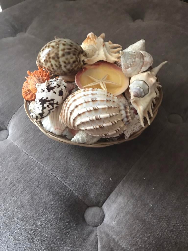 Mandje met schelpen, Ophalen, Schelp(en)