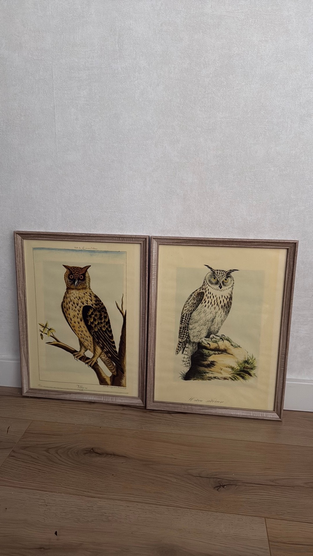 Mooie uilen schilderij, Ophalen