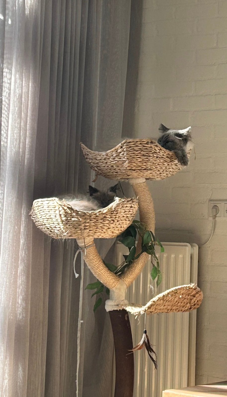 Twee ragdolls zoeken een ander baasje, Dieren en Toebehoren