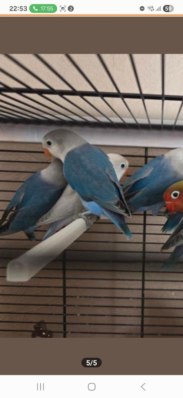 Dwergpapegaai 4 stuks 8/9 weken oud, Dieren en Toebehoren, Geslacht onbekend, Dwergpapegaai of Agapornis