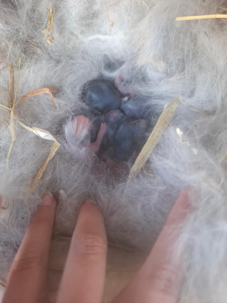 Mooie baby konijntjes, Geslacht onbekend, Klein, Hangoor, 0 tot 2 jaar