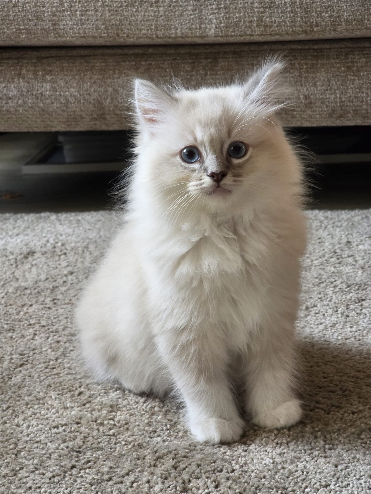 Ragdol katertje., Dieren en Toebehoren, Kater, Langharig, 0 tot 2 jaar