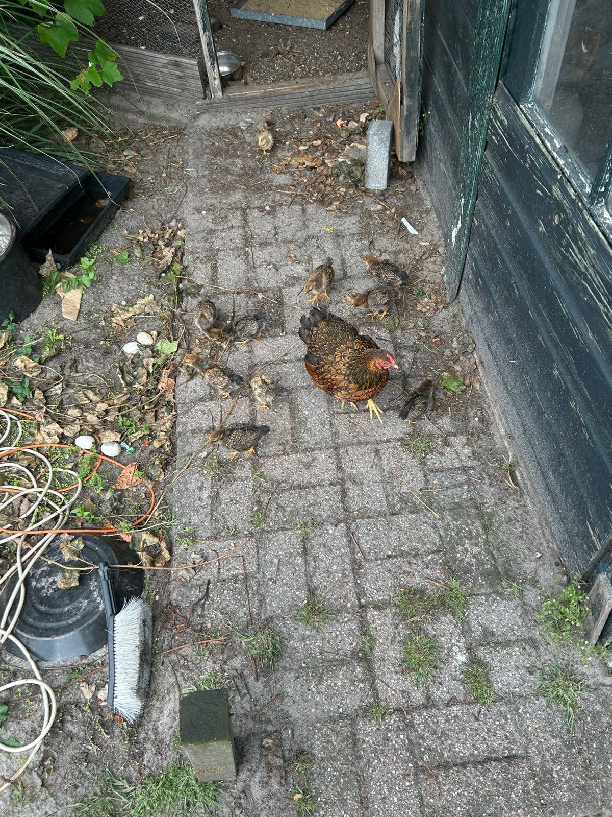 Wyandotte kippen, Mannelijk, Kip