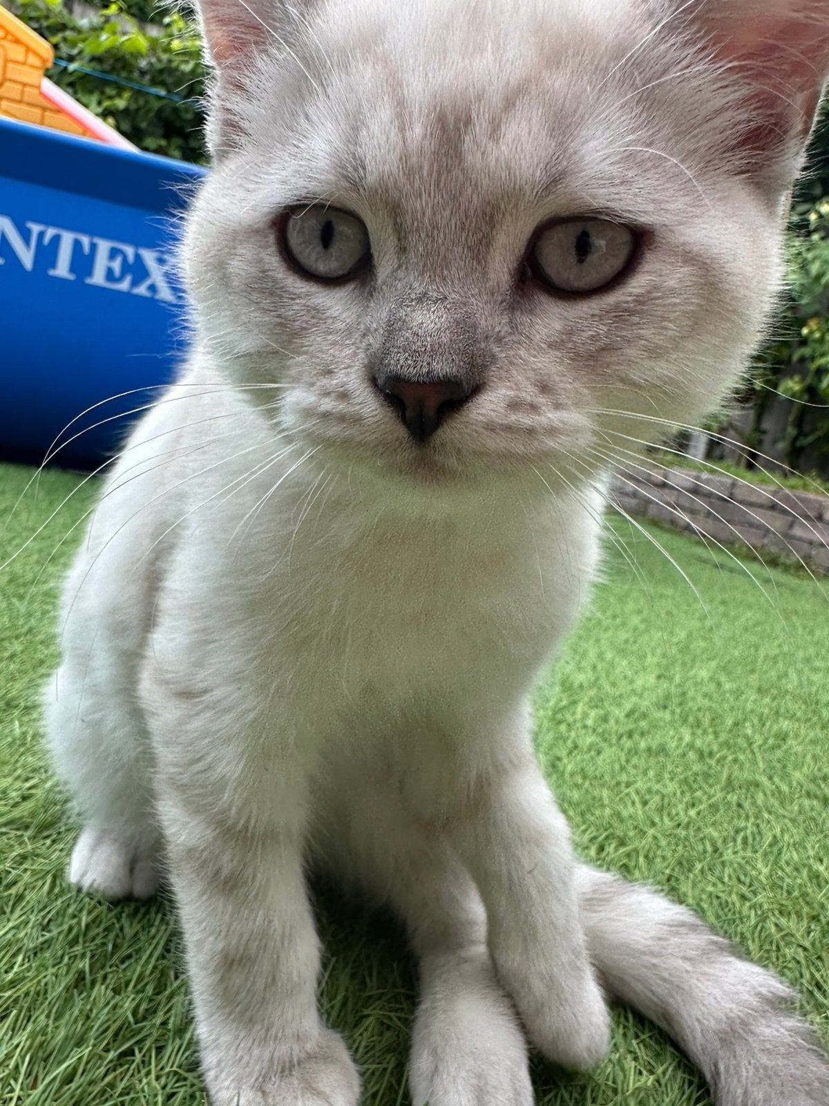 Britse korthaar kater, Kater, Ontwormd, 0 tot 2 jaar