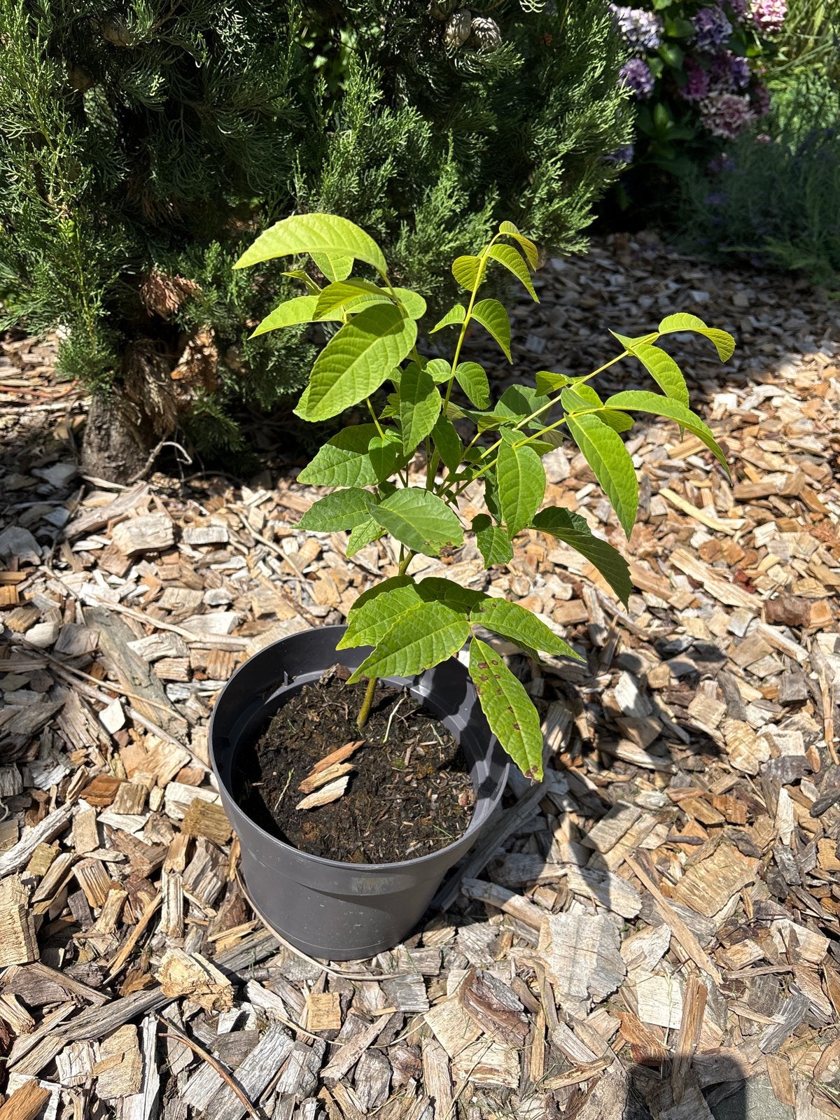 Jonge Walnotenboom - Kweekpot, Ophalen, Volle zon, Vaste plant, Fruitplanten