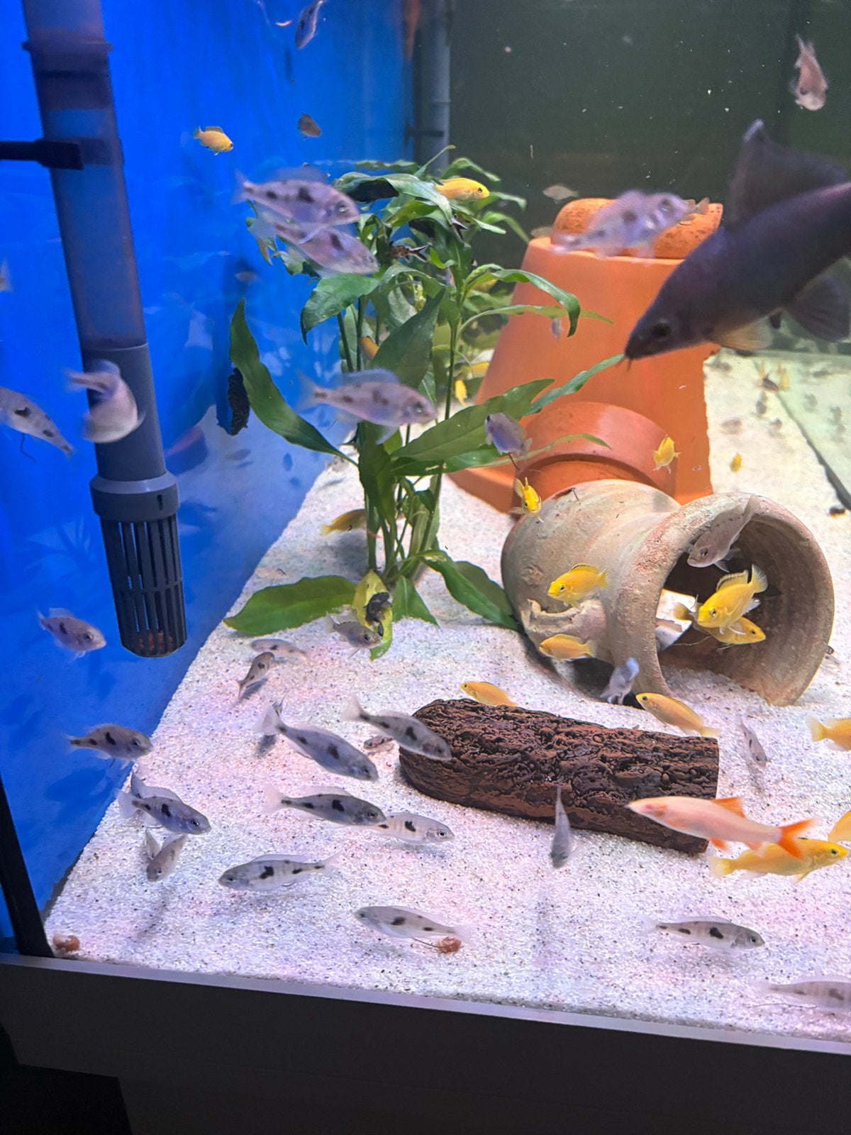 Moori cichliden malawi, Dieren en Toebehoren, Vissen | Aquariumvissen, Vis, Zoetwatervis, Schoolvis