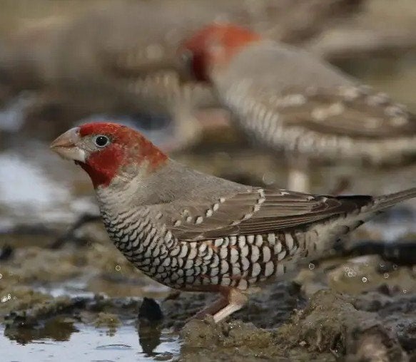 roodkopamadine, Dieren en Toebehoren, Mannelijk, Tropenvogel