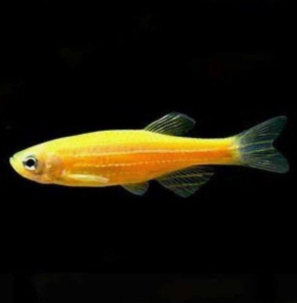 Brachydanio rerio Danio Golden, Vis, Zoetwatervis, Schoolvis