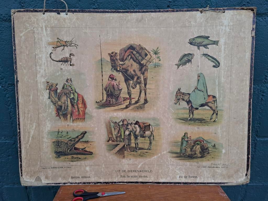 Antieke schoolplaat “Uit de dierenwereld” – Van Lummel, Ophalen