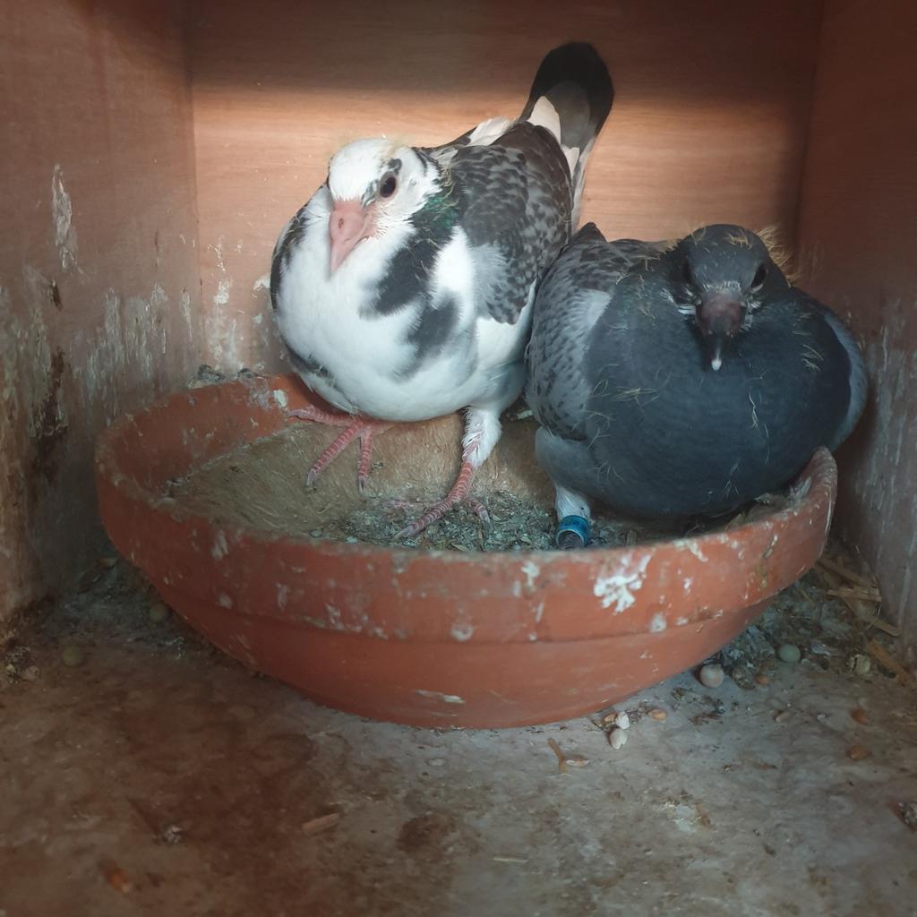 JONGE POSTDUIVEN DIRK vd BULK KITTEL & GOEDE RODE LIJN !, Dieren en Toebehoren, Vogels | Duiven, Meerdere dieren, Postduif
