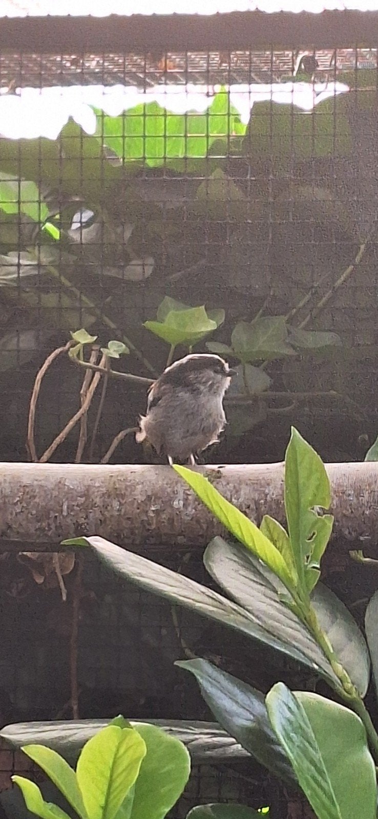 Staartmeez., Mannelijk, Wildzangvogel, Geringd