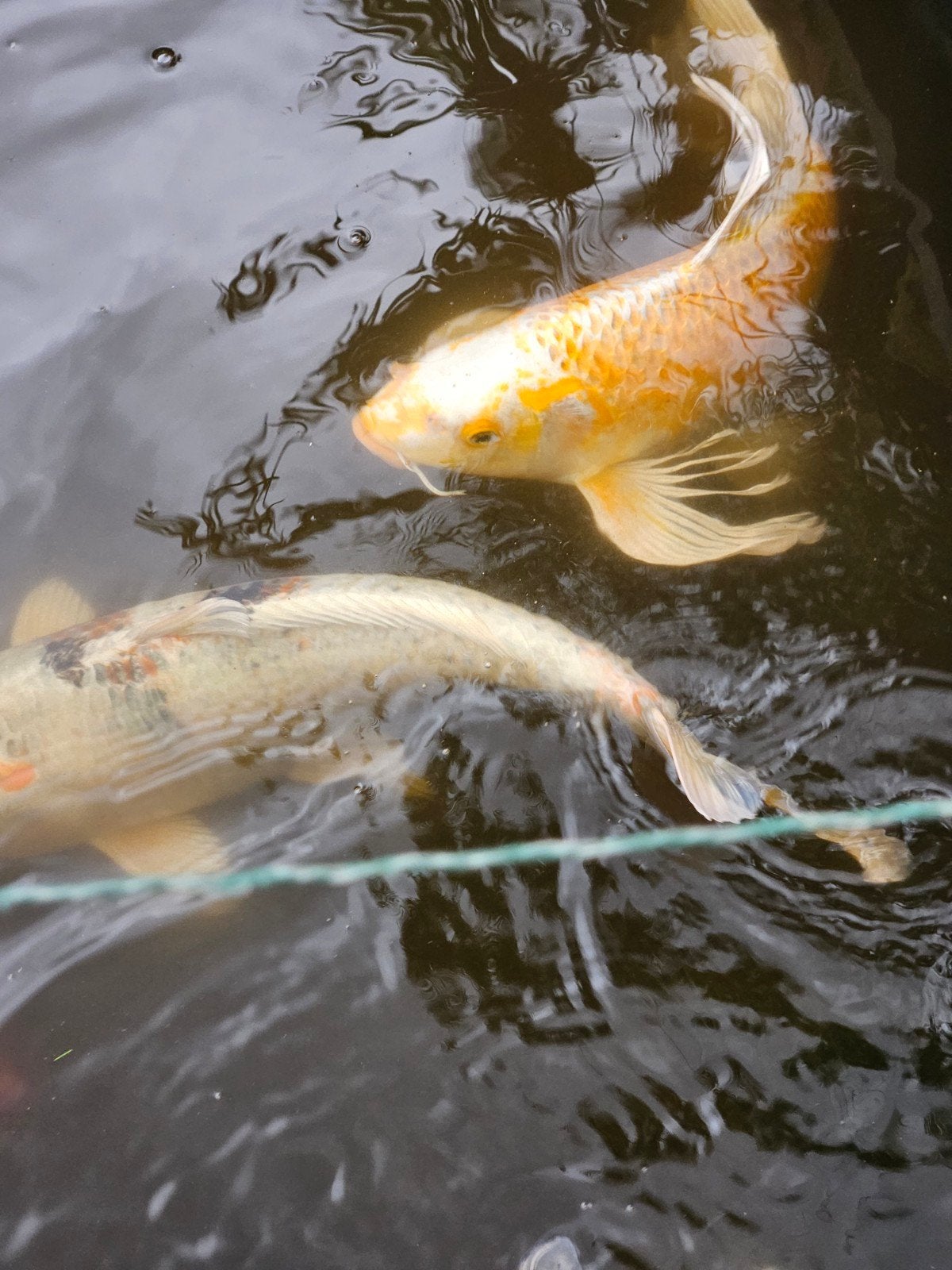 Mooie grote koi karpers, Tuin en Terras, Vijvers, Ophalen