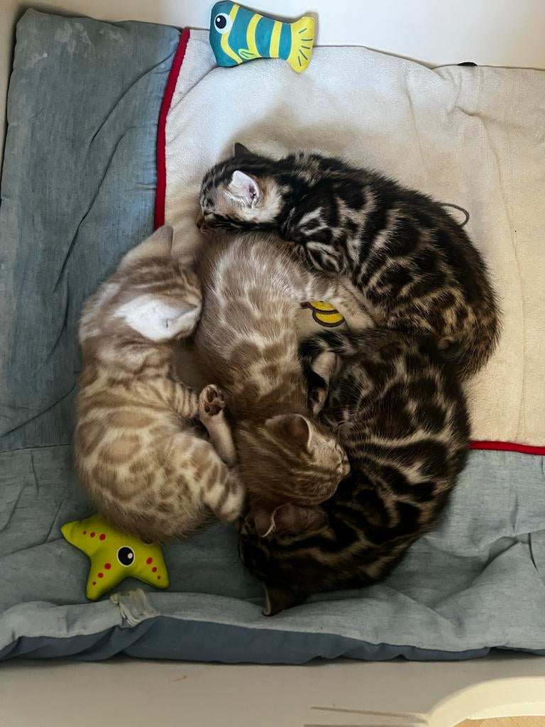 Bengaal kitten met stamboom, Meerdere dieren, Met stamboom, 0 tot 2 jaar