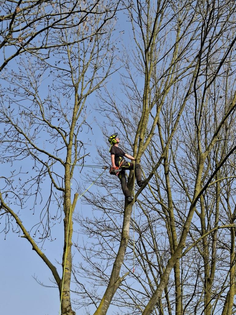 Boomverzorging, Ophalen
