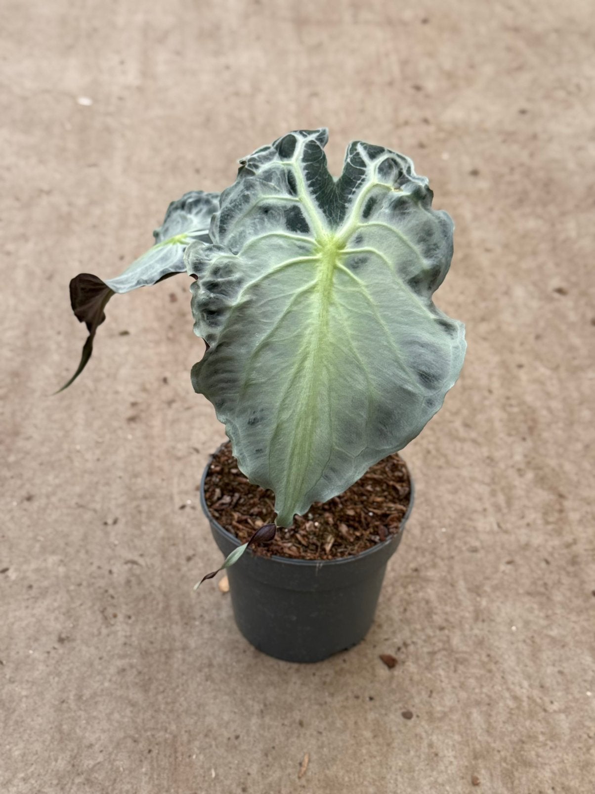 Alocasia Venom, Huis en Inrichting, Kamerplanten, Ophalen of Verzenden, Halfschaduw, Minder dan 100 cm