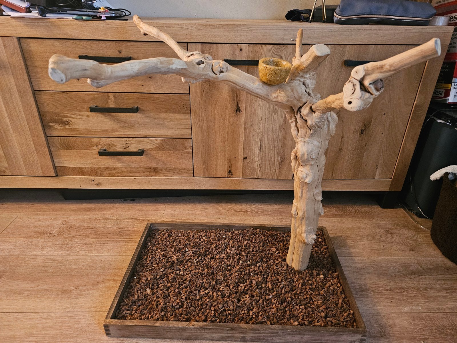 javaboom, papagaaienboom, nieuw., Ophalen, Nieuw