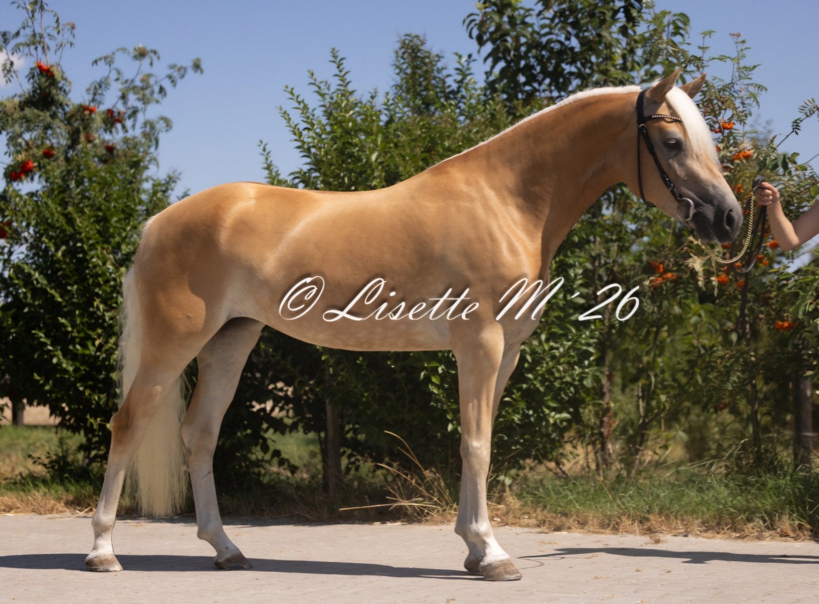 Haflinger merrie, haflinger veulen, Meerdere dieren, Niet van toepassing, Minder dan 160 cm, 0 tot 2 jaar