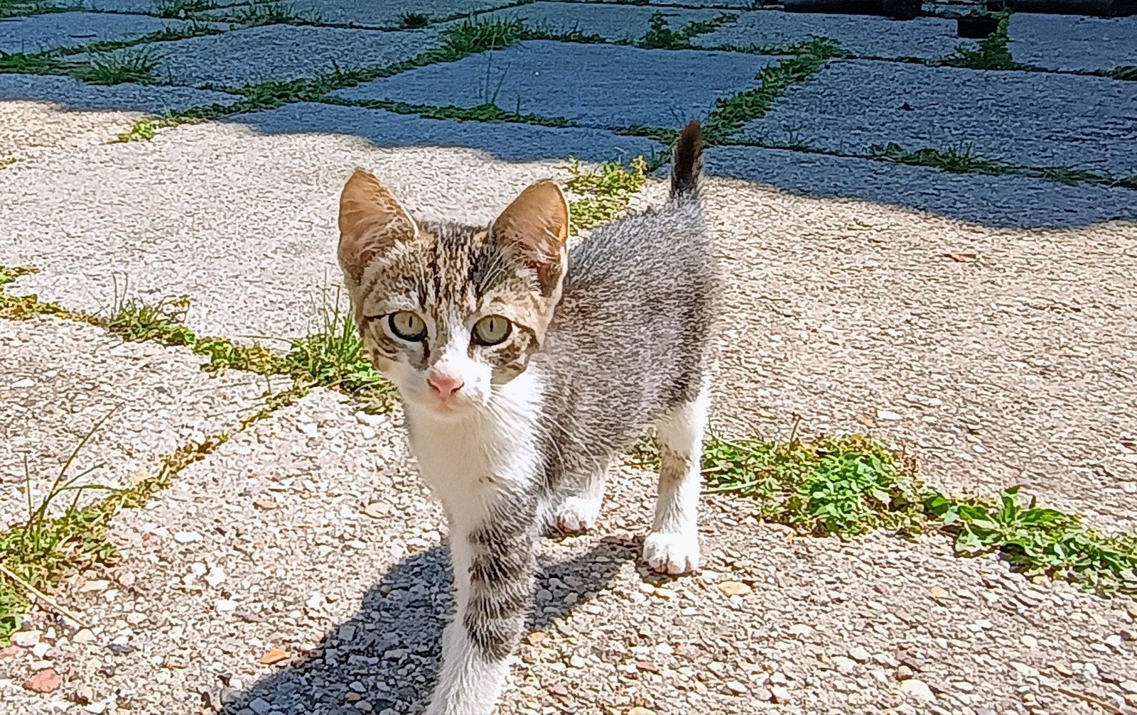Lieve boerderij kittens te koop, Meerdere dieren