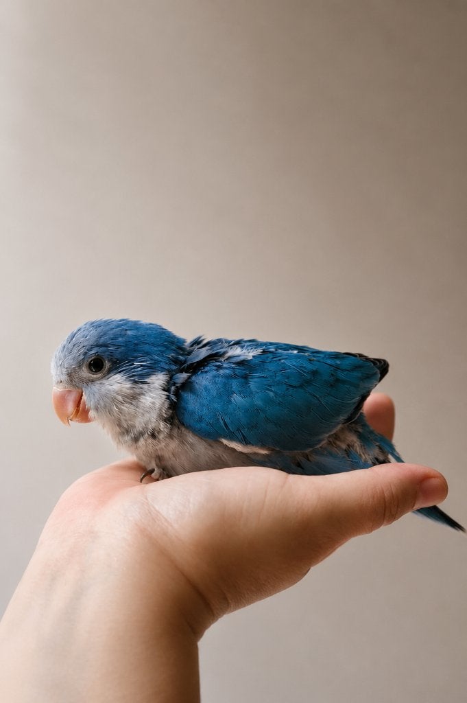 PRACHTIGE Muisparkieten Blauw 2026, Dieren en Toebehoren, Vogels | Parkieten en Papegaaien, Meerdere dieren, Parkiet, Pratend