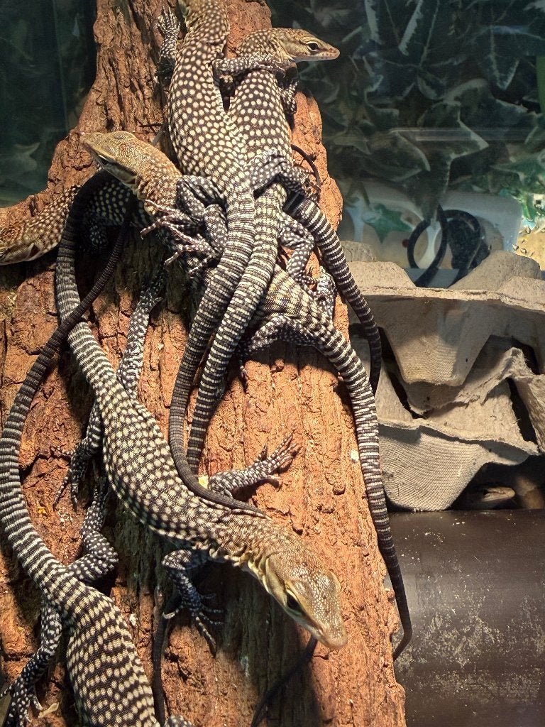 Varanus tristis tristis Monitor Lizard photo 2
