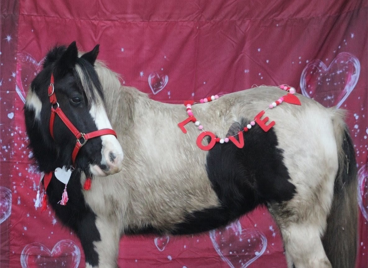 super gave Tinker merrie zoekt een nieuwe leaser, Dieren en Toebehoren, Ophalen of Verzenden, Nieuw