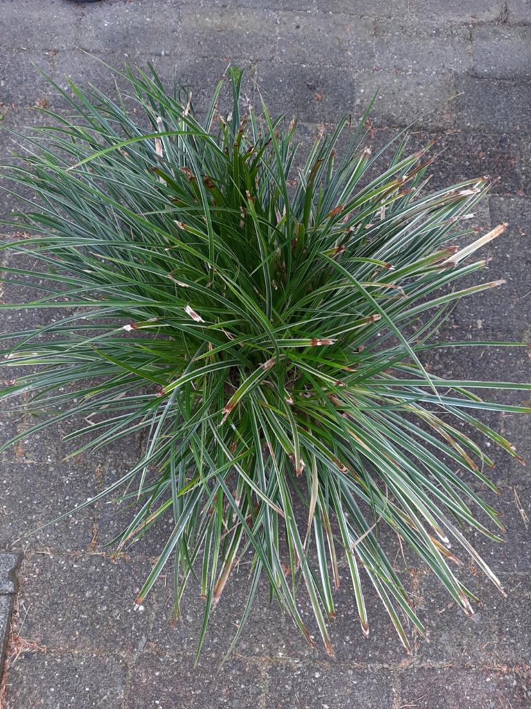 Carex, grote plant, Tuin en Terras, Ophalen, Siergrassen, Halfschaduw