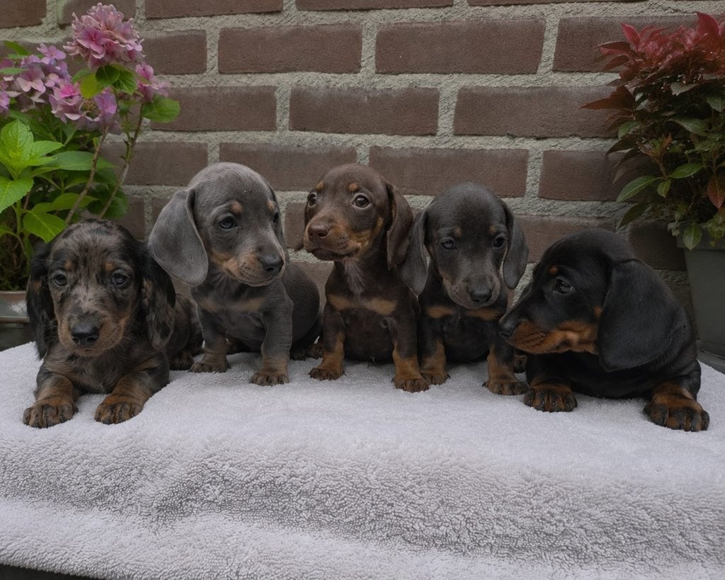 Dwergteckel puppy's, Dieren en Toebehoren, Honden | Teckels en Dashonden, Meerdere dieren, Korthaar, Dwerg, Particulier, Meerdere
