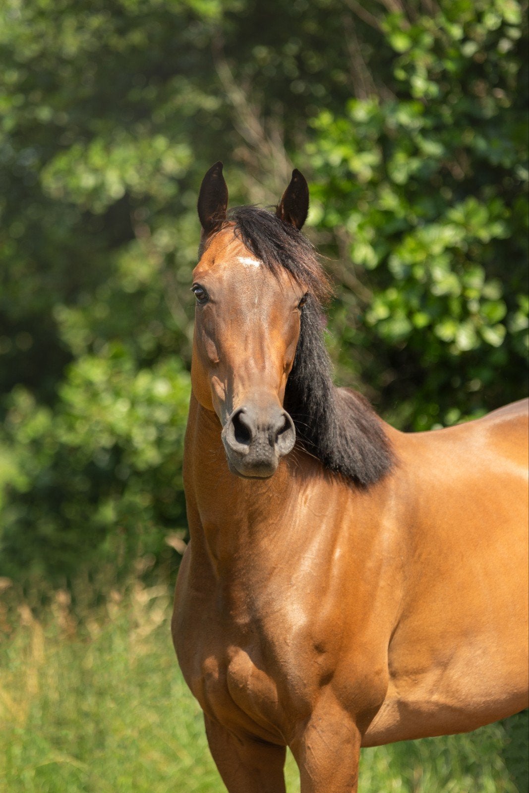 weidemaatje/draagmerrie, Niet van toepassing, 7 tot 10 jaar, 160 tot 165 cm, Merrie
