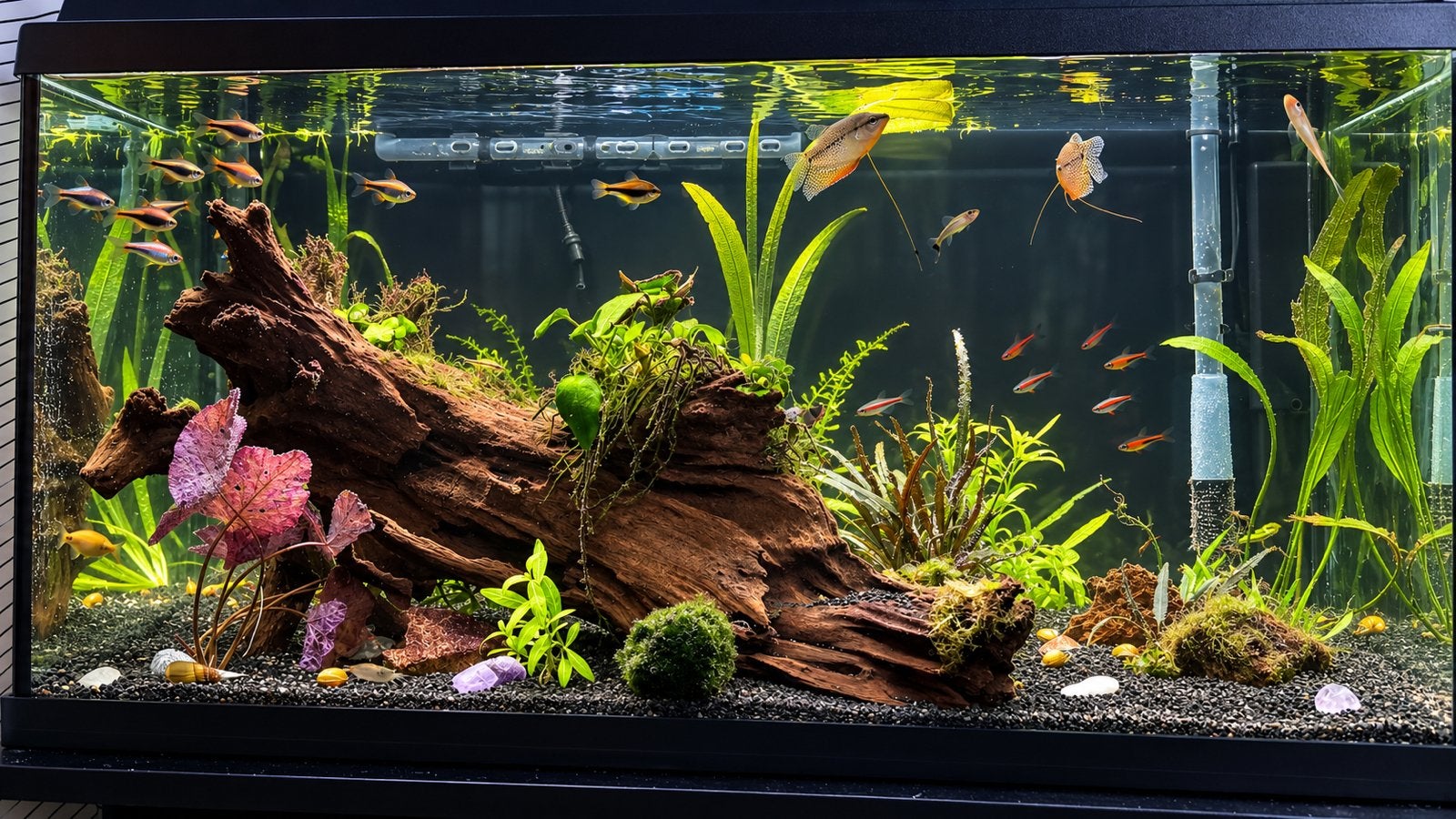 Compleet aquarium, incl Oase BioMaster Thermo 350, Ophalen, Pomp, Juwel, Gevuld zoetwateraquarium