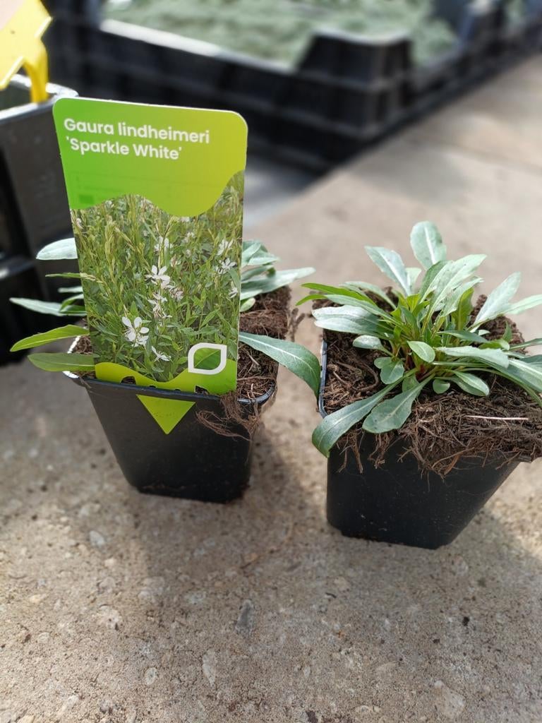 Gaura lindheimeri sparkle white P9, Ophalen, Vaste plant, Overige soorten, Halfschaduw