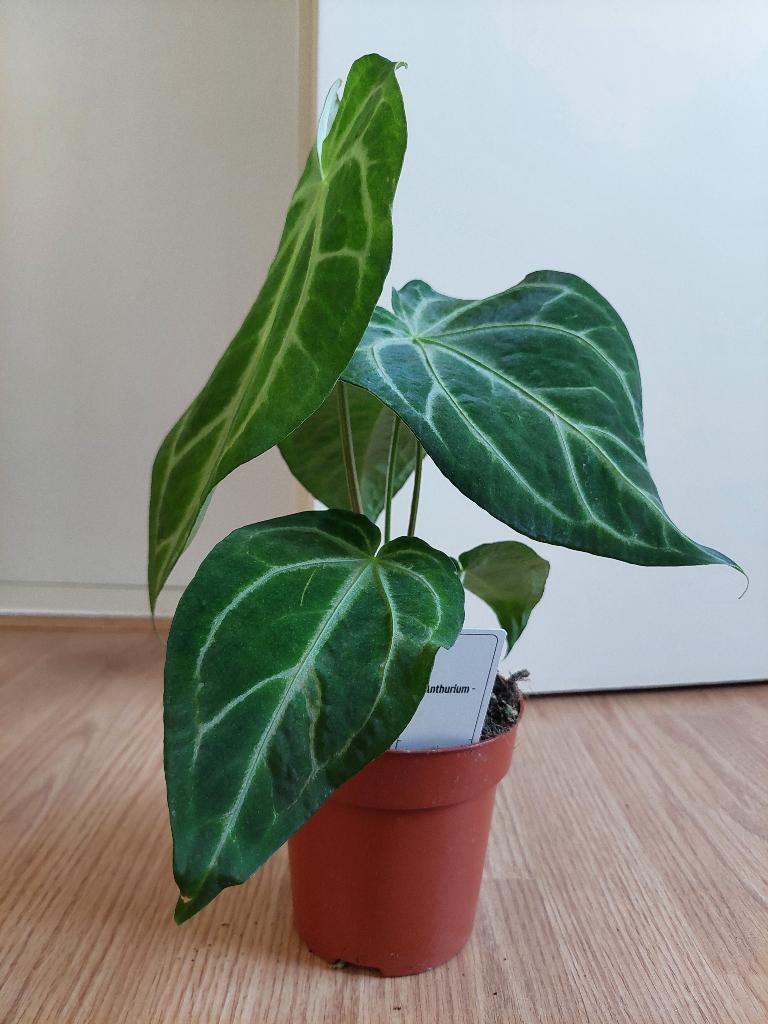 Anthurium Crystallinum Silver Blush - Flamingoplant H: 36 cm, Ophalen, Overige soorten, Halfschaduw, Minder dan 100 cm