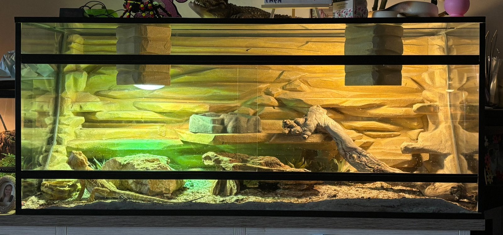 Baardaghaam met terrarium, Ophalen, Zo goed als nieuw