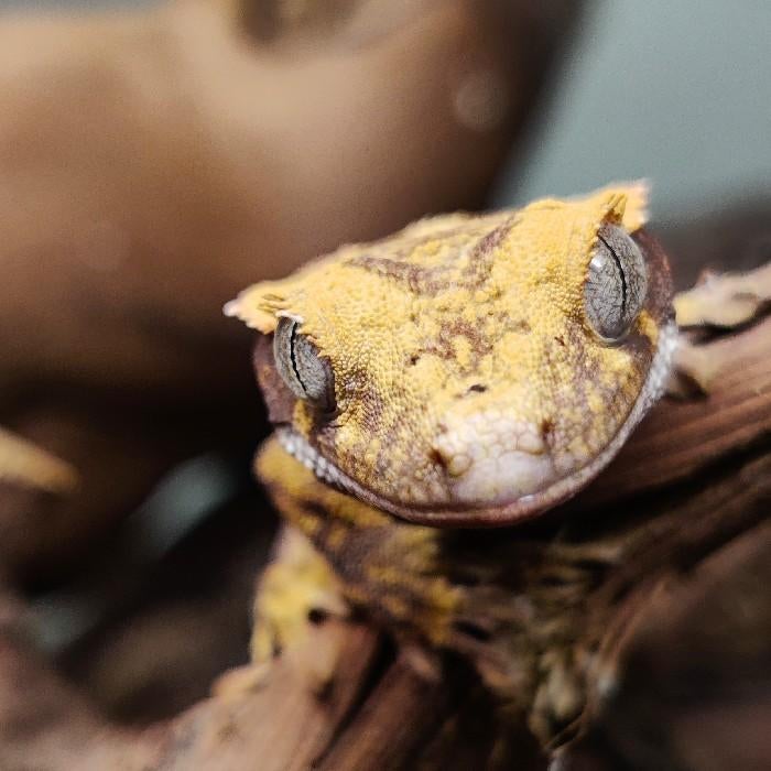 Correlophus ciliatus, Dieren en Toebehoren, Hagedis, 0 tot 2 jaar