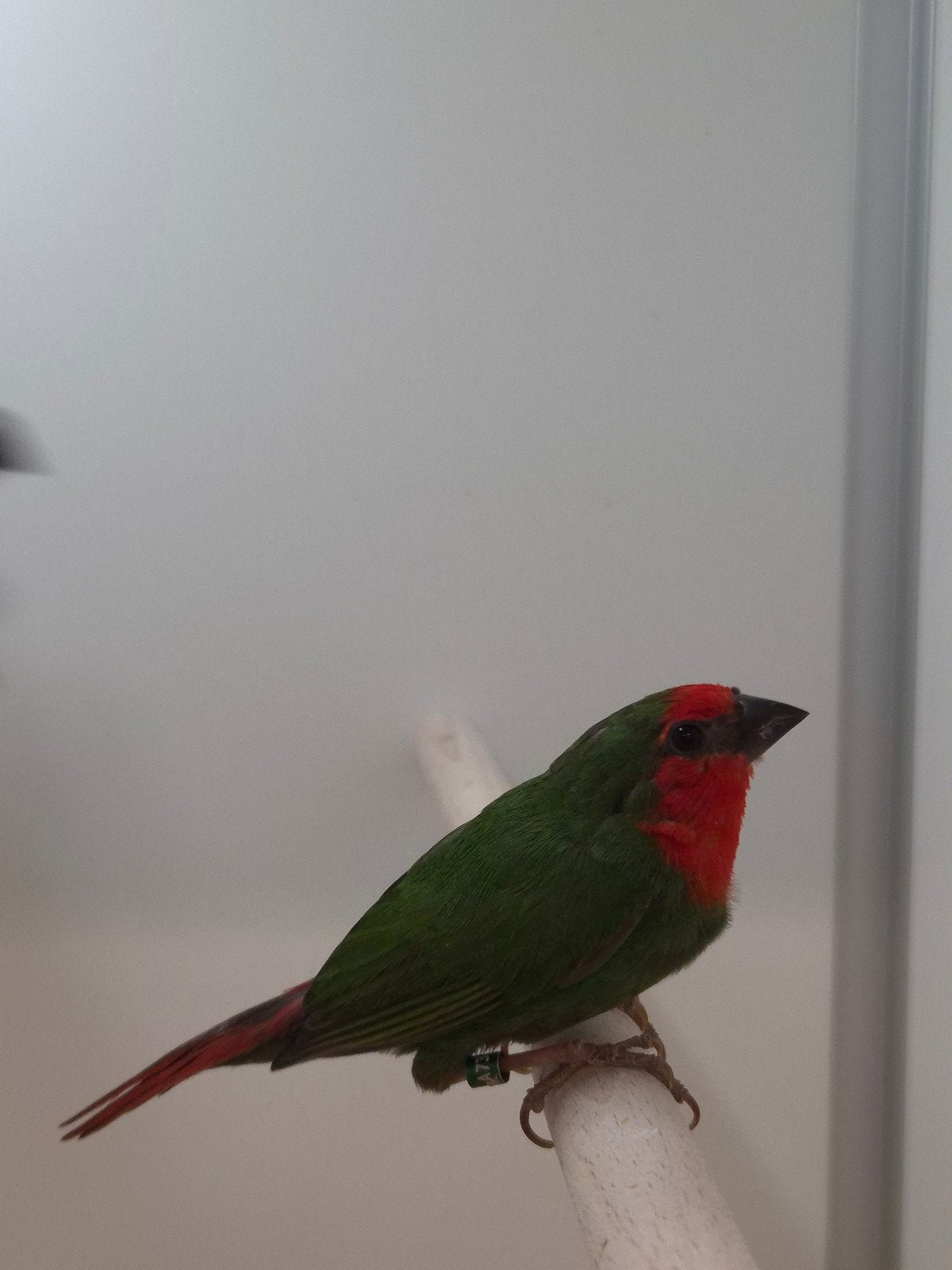 1-3 Roodkop papagaai amadines, Meerdere dieren, Tropenvogel, Geringd