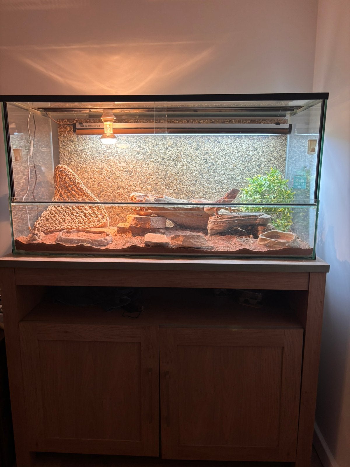 Rode Baardagaam vrouw met terrarium Bearded Dragon photo 4