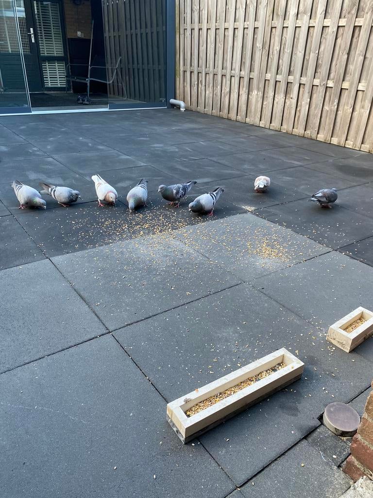 Op zoek: stuk grond voor behoud kippen/duiven in omg Tilburg, Meerdere dieren, Kip