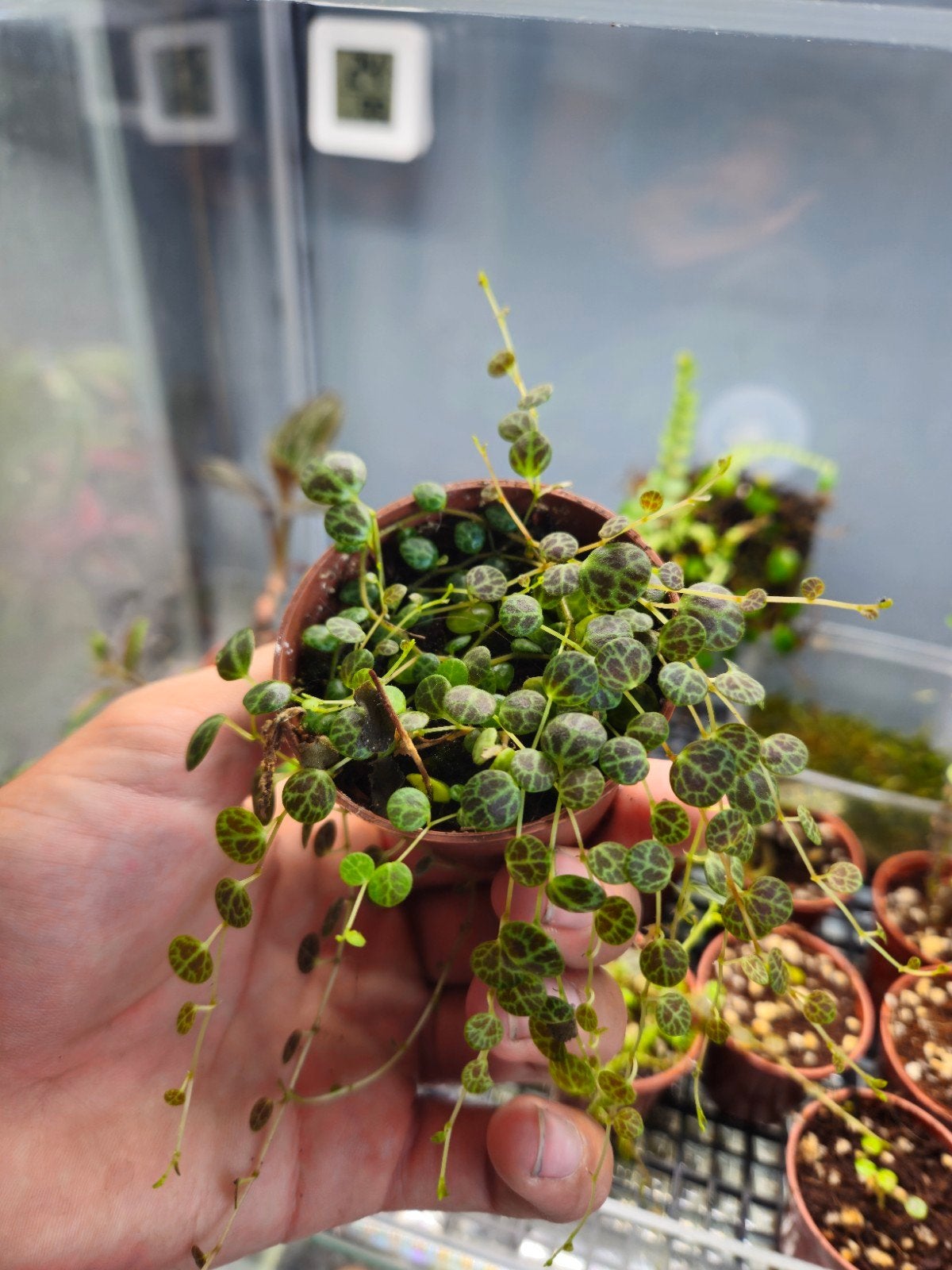 Peperomia prostrata, Ophalen of Verzenden, Zo goed als nieuw, Tak, Plant, Rots of Steen
