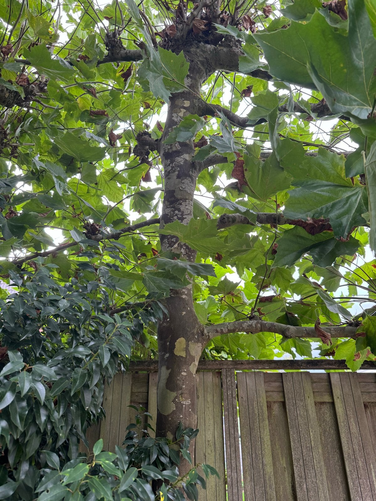 Grote Leibomen (Plataan) - Ideaal voor schaduw, Tuin en Terras, Leiboom, Zomer, 400 cm of meer, Ophalen