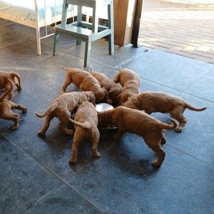Prachtige Irish Doodle pups (labradoodle, goldendoodle), Overige rassen, CDV (hondenziekte), 8 tot 15 weken, Meerdere