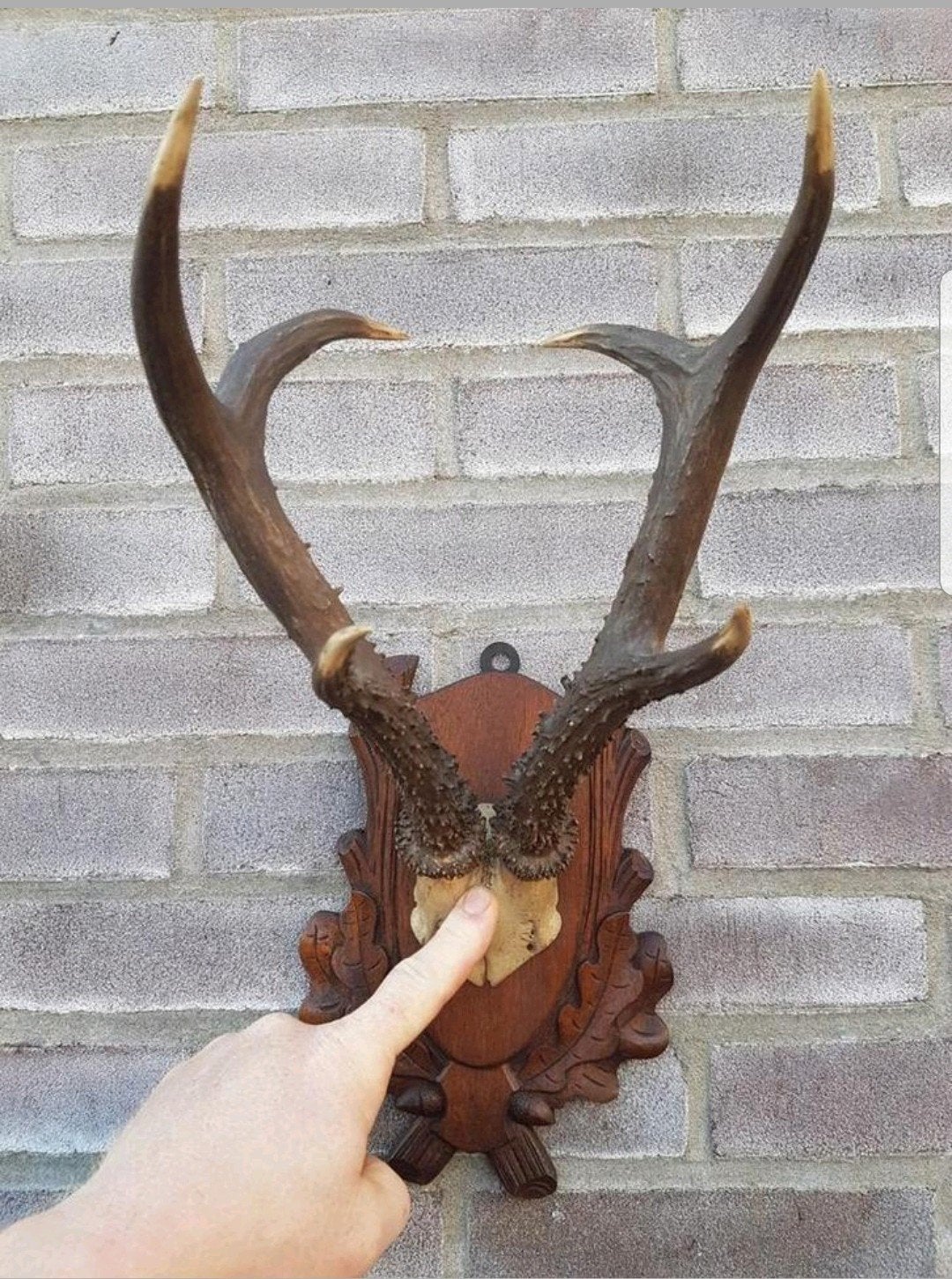 De allergrootste ree bok - geweien tot 30cm! Mega 6-ender !, Verzamelen, Dierenverzamelingen, Ophalen of Verzenden, Zo goed als nieuw