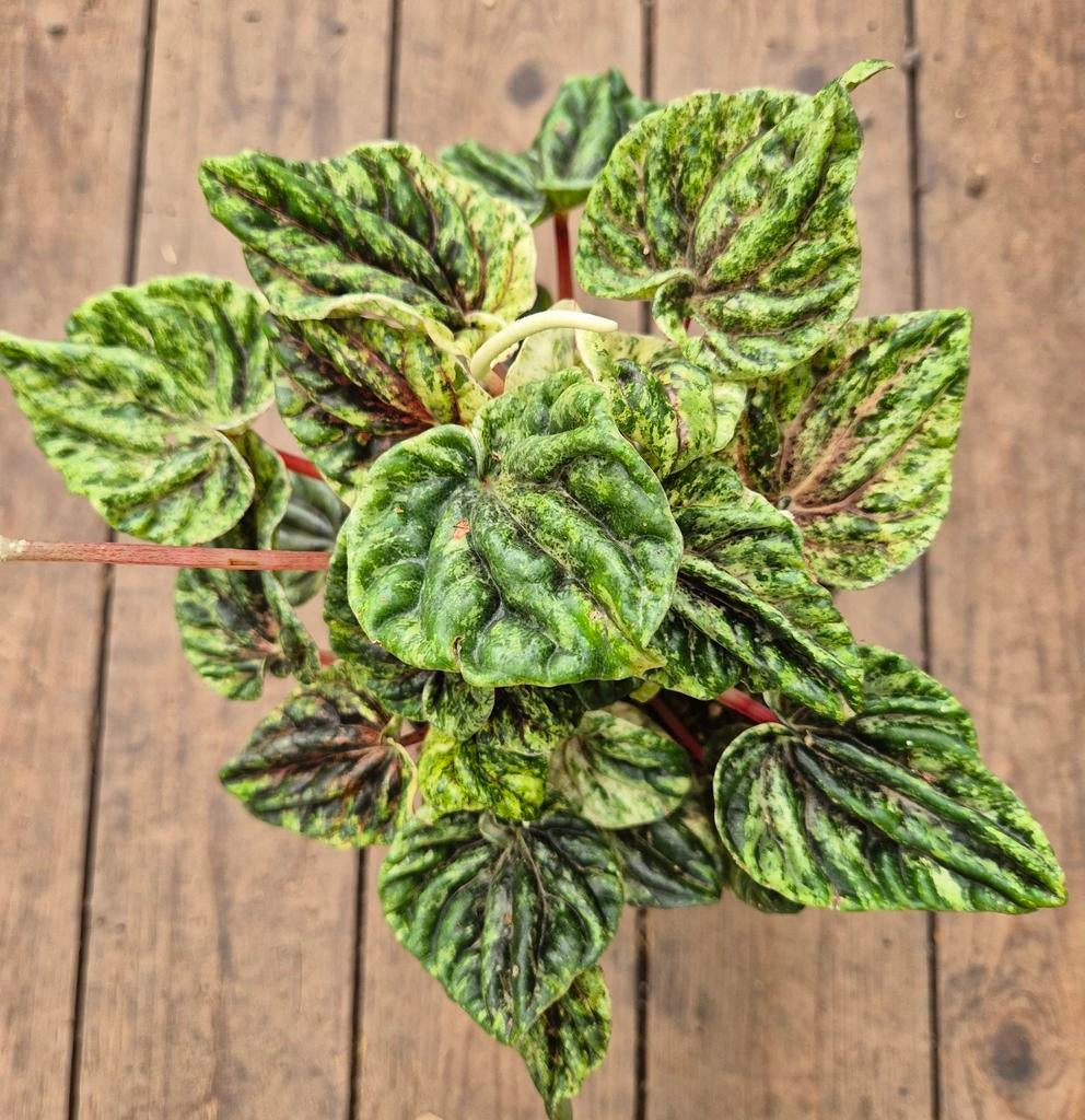 Peperomia Buenos aires Variegata p11