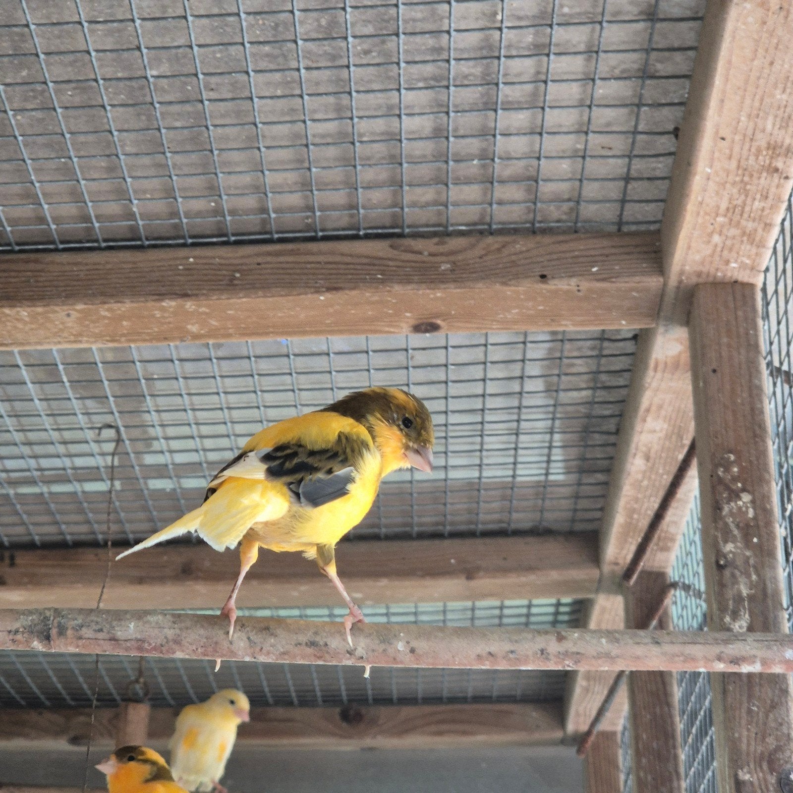 Forse bonte kanarie man, Dieren en Toebehoren, Mannelijk, Kleurkanarie