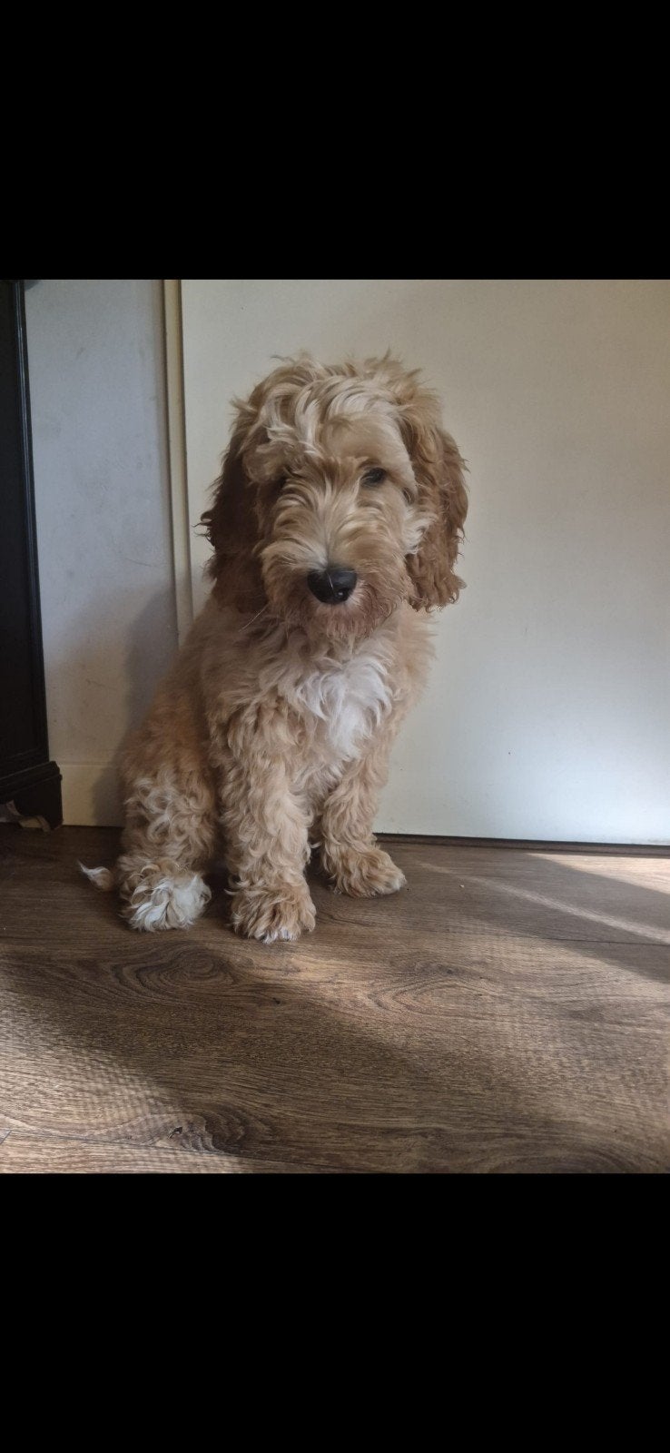 Australische Labradoodle pup, Rabiës (hondsdolheid), 15 weken tot 1 jaar, Reu, Eén hond