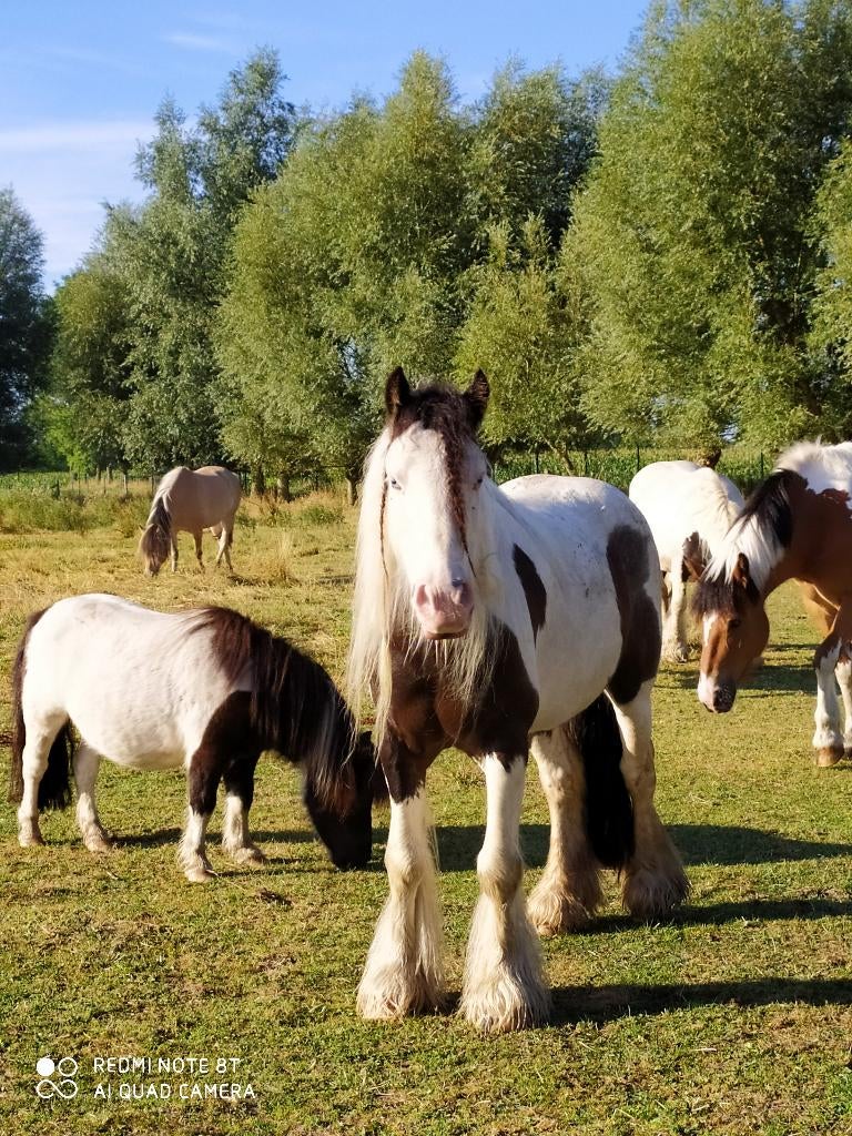 We verkopen onze pony's en paarden, Merrie, Met stamboom, Niet van toepassing, A pony (tot 1.17m)
